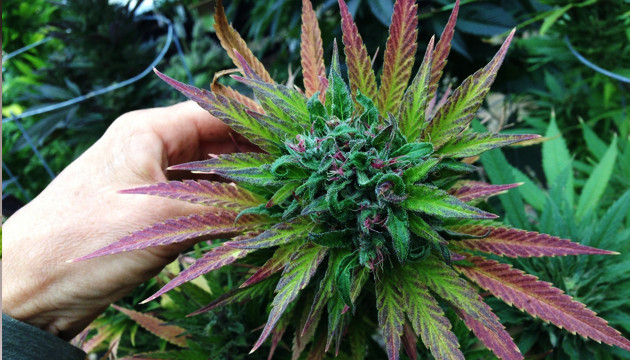 Цветение марихуаны
