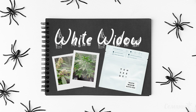 Выращивание сорта конопли White Widow Auto в кокосе