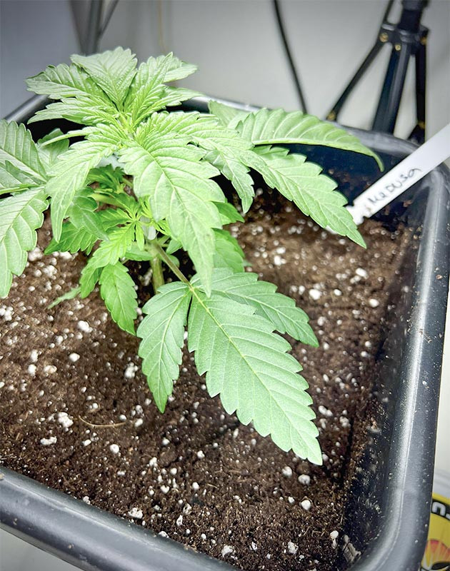 Medusa F1 Auto: отчет о начале веги