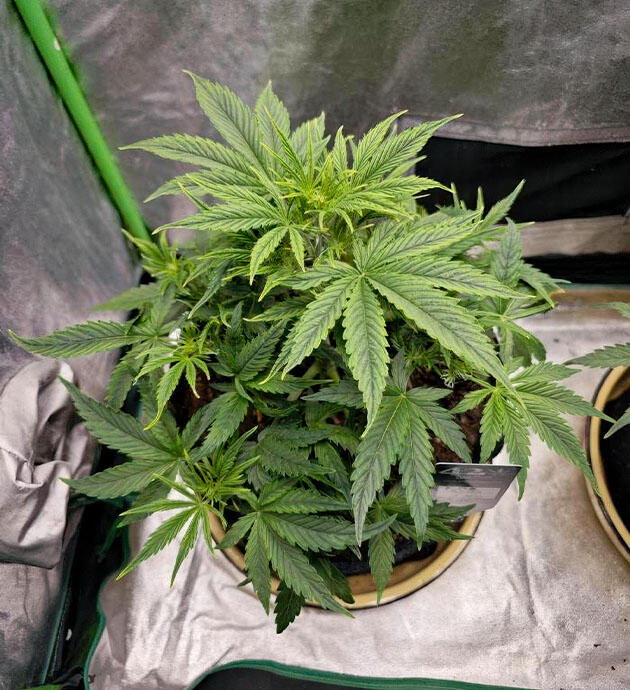 Марихуана на 3 неделе роста