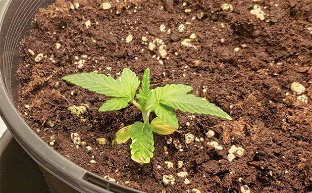 Первые трудности при выращивании