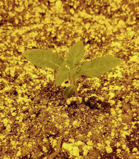 Полив, формирование стебля и листьев Росток Green Crack 2.0 на 2 неделе выращивания