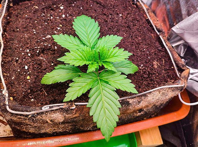 Выращивание куста Sensi Star в кокосе