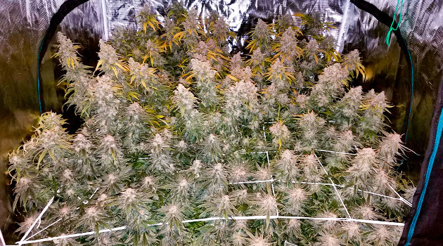 подготовка к харвесту LSD