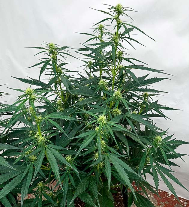 Куст Strawberry Gorilla Auto на 5 неделе выращивания