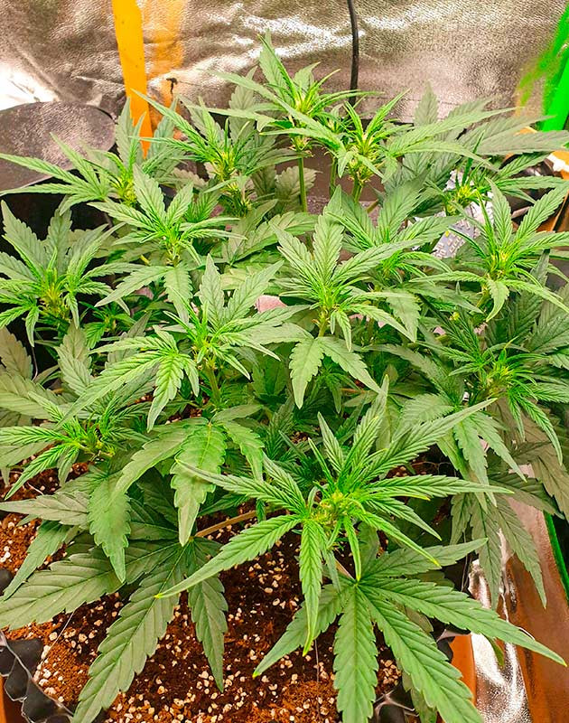 Перевод на цветение растения Wedding Cake Auto