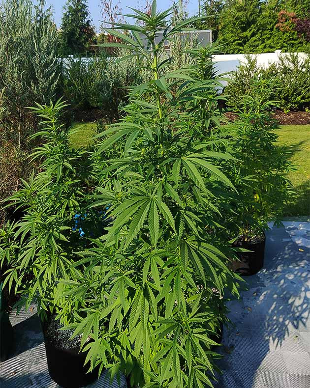 Дефицит азота кустов Wedding Gelato Нехватка азота у Wedding Gelato