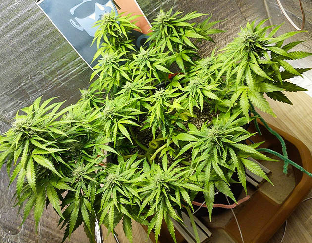 Появление мошек в гроубоксе Цветущий Pharaoh Auto в боксе