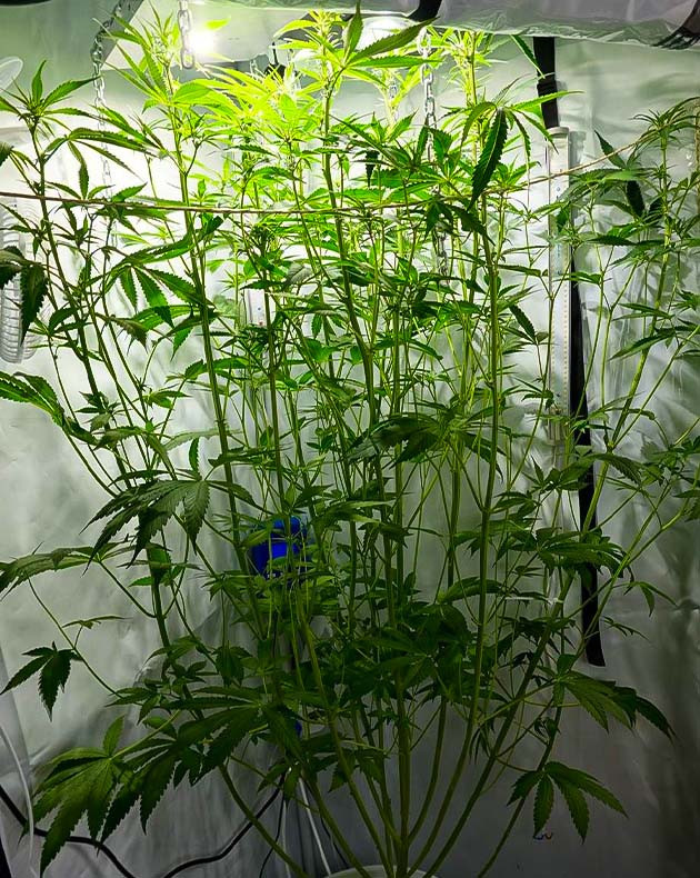 Подготовка куста Purple Juice Auto к цветению