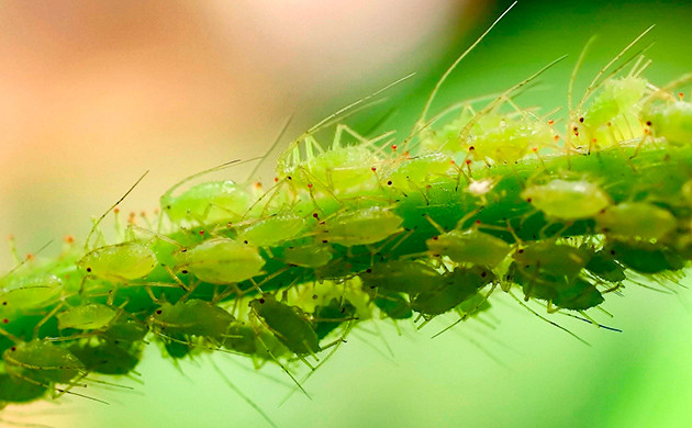 Тля: вампиры среди насекомых