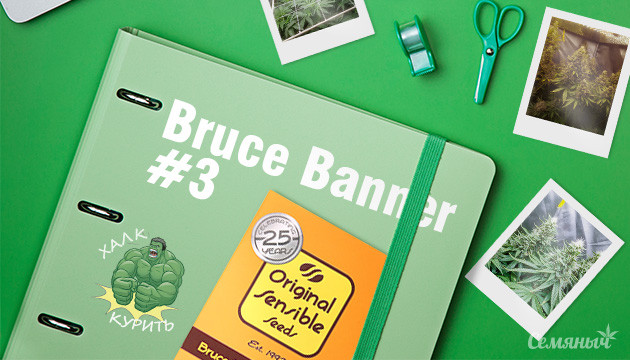 Выращивание сорта конопли Bruce Banner #3 Fast в индоре
