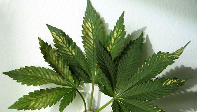 Нарушение уровня pH Уровень pH