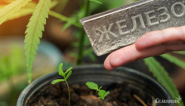 Нехватка железа у конопли