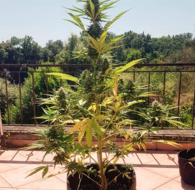 Конопля на 6 неделе роста