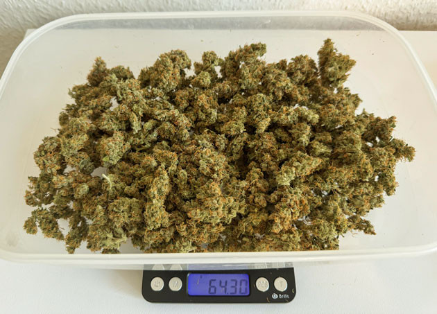 Итоги выращивания CBD Lemon Auto