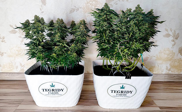 Дефолиация и полив марихуаны Кусты Mimosa Shot и Gorilla Zkittlez на 12 неделе