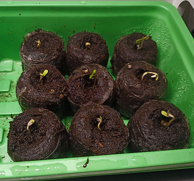 Проростки High Society: первые шаги