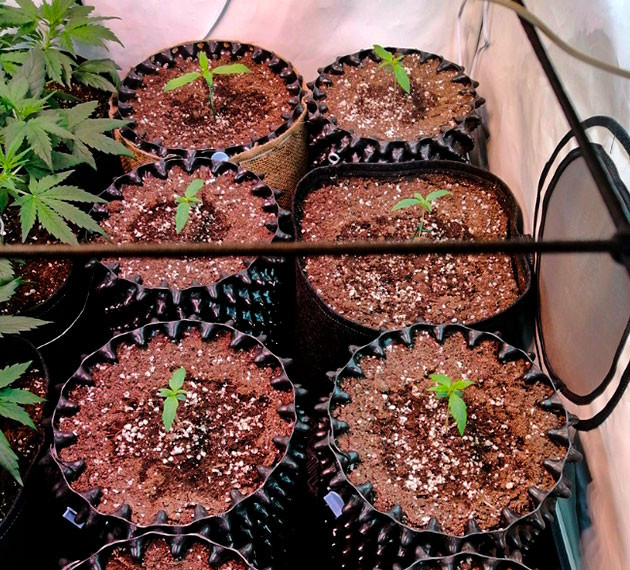 Растение Original Auto Skunk на 2 неделе выращивания