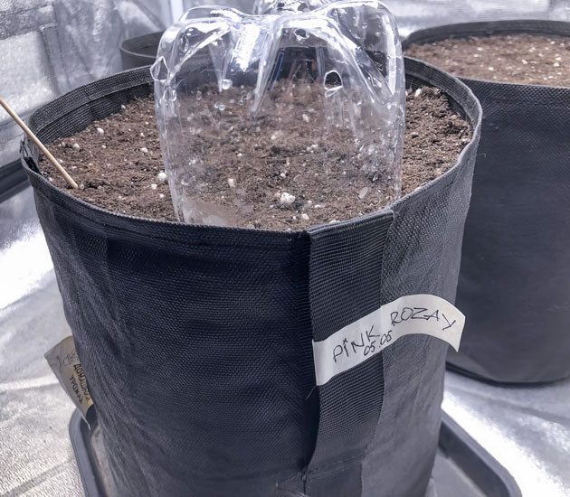 Как я сажаю семена автоцветов Pink Rozay