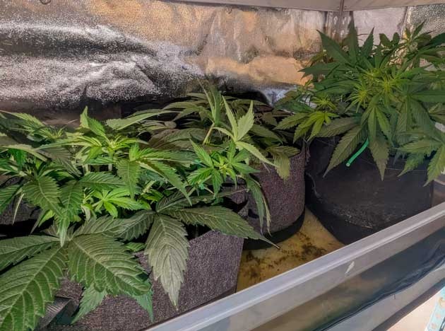 Марихуана ростом 30 см