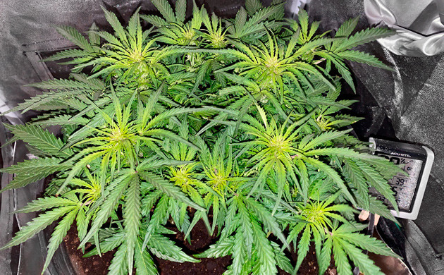 Начало цветения на 6 неделе выращивания