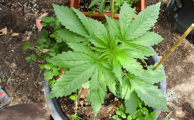 Индичная структура листьев