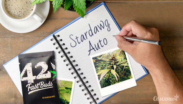 Гроурепорт сорта марихуаны Stardawg Auto