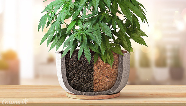 Грунт или субстрат