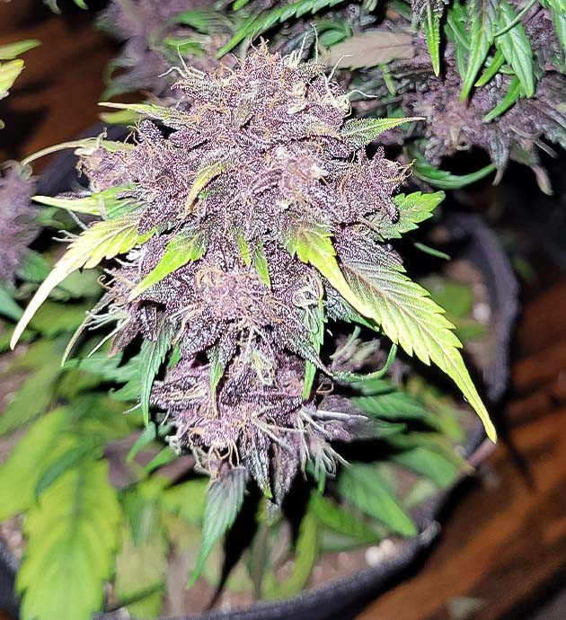 Созревание сорта Purple Lemonade Auto