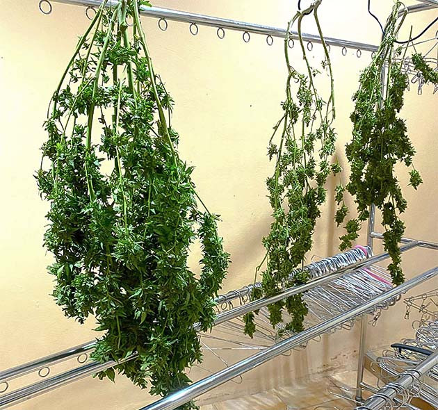 предхарвест кустов Golosa