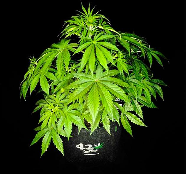 Куст Guava Auto на 4 неделе развития