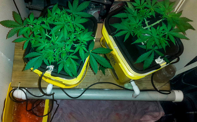 Кусты ростом 15 см