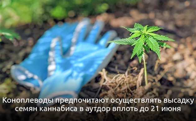 Поздний старт выращивания: есть ли шанс? Выращивание конопли после начала сезона