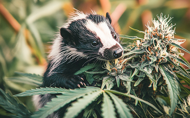 Генетика Skunk 