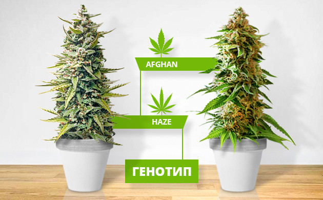 Генотип конопли Afghan и Haze