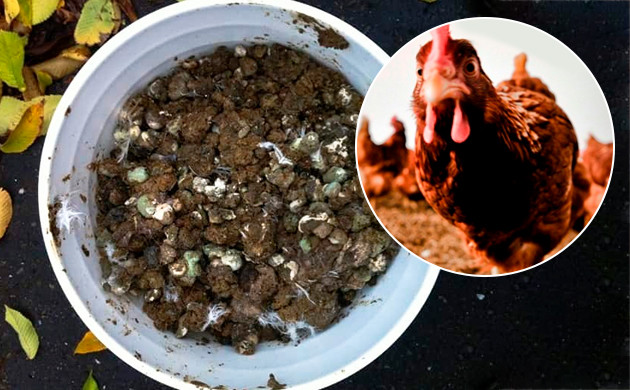 Куриный навоз Птичий помет