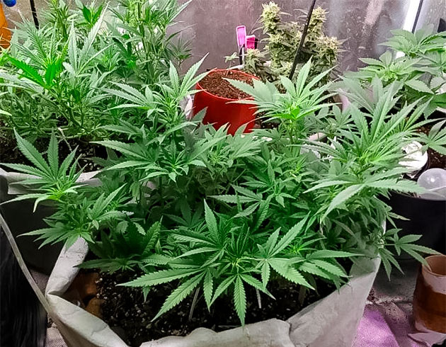 Куст марихуаны ростом 35 см