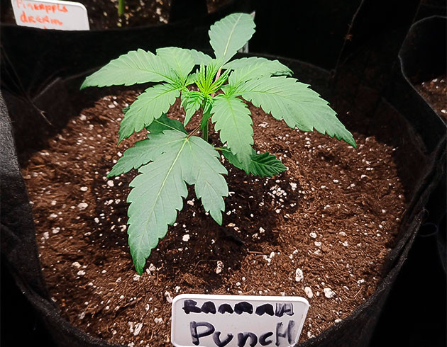 Пересадка и рост Banana Punch на третьей неделе