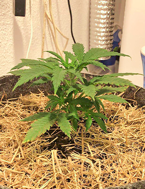 Росток в гроубэге