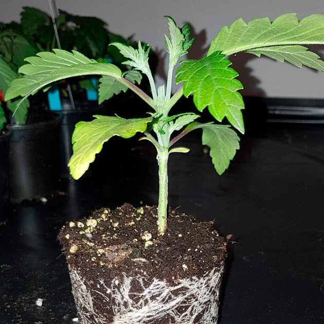 Куст перед пересадкой