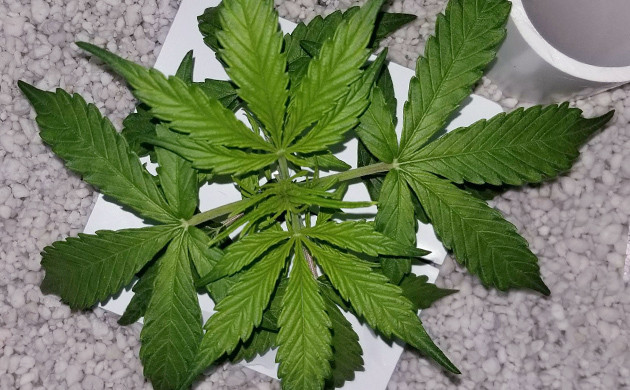 Стадия вегетации конопли