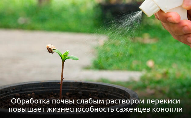 Стимуляция корневой системы семян конопли с помощью перекиси водорода Активный рост корней проростков каннабиса