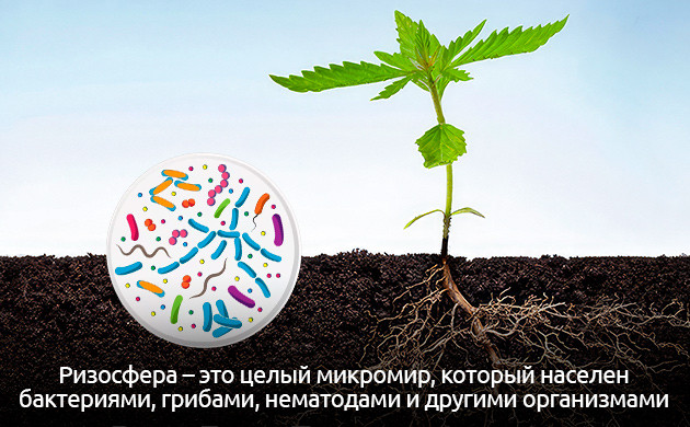 Биоразнообразие корневой зоны каннабиса