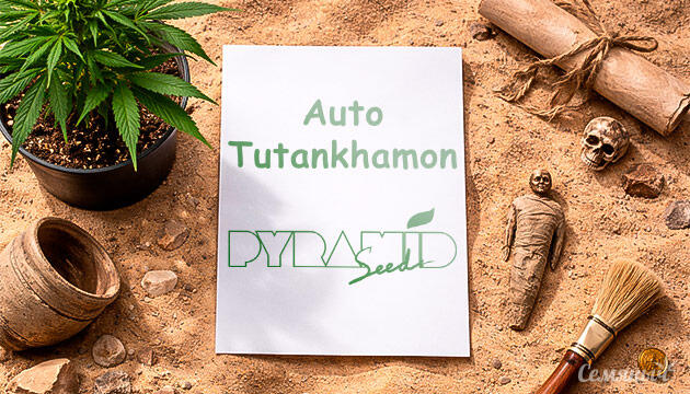 Гроурепорт сорта Auto Tutankhamon