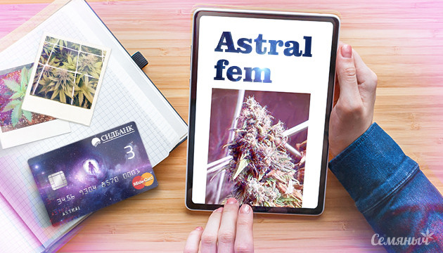 Гроурепорт сорта марихуаны Astral