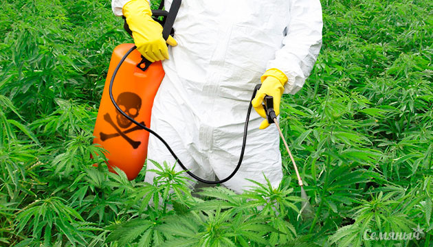 Химические пестициды при выращивании конопли Химические пестициды при выращивании марихуаны