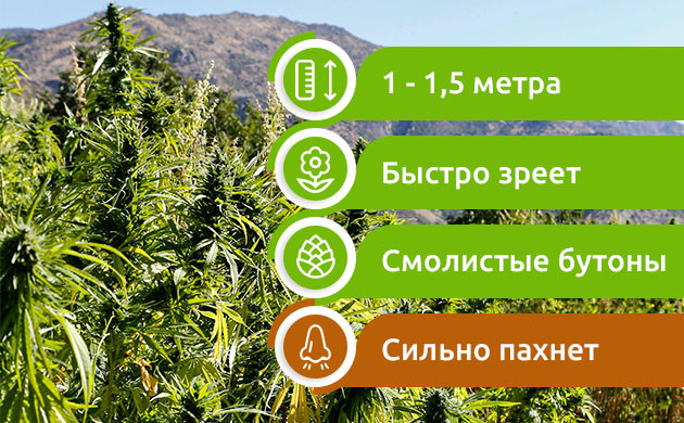 Преимущества и недостатки афганской конопли