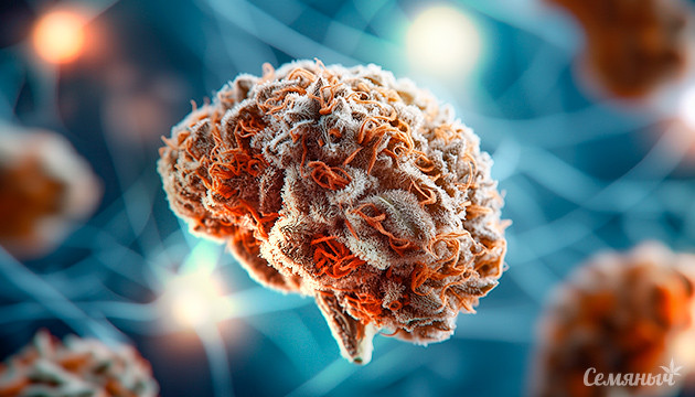 Влияние марихуаны на память