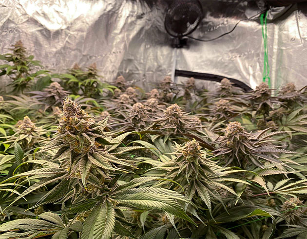 Приобретение фиолетового оттенка