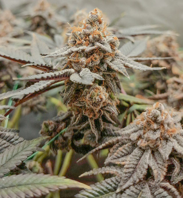 Сушка Poddy Mouth в боксе